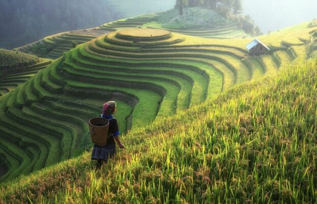 Kembali ke Pertanian Sebagai Tulang Punggung Perekonomian