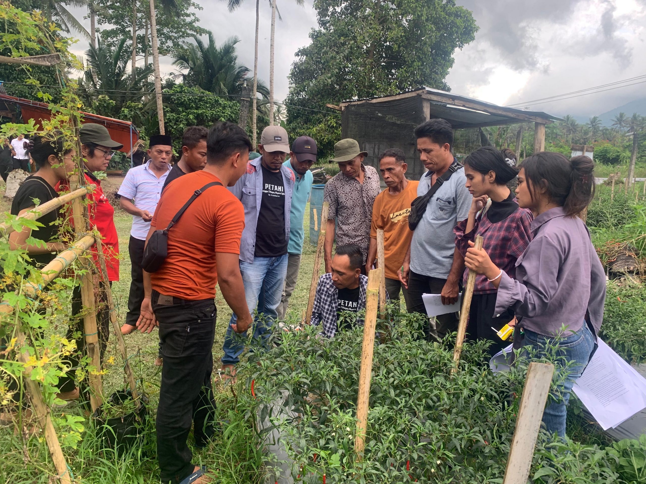 Pelatihan Petani MES Maluku Utara Tingkatkan Produktivitas Panen Padi